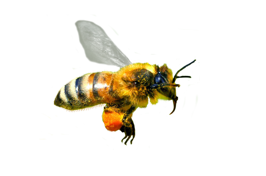 flying bee png