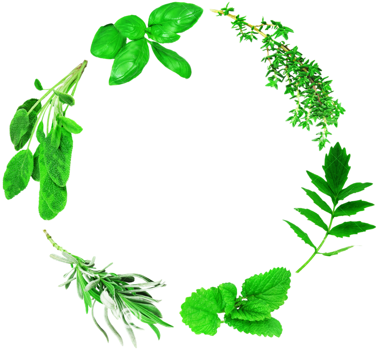 mint plant clipart border