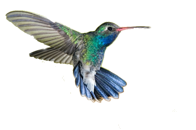 real birds png