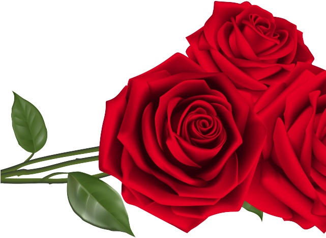 rose on transparent background for Valentine's Day 18871786 PNG