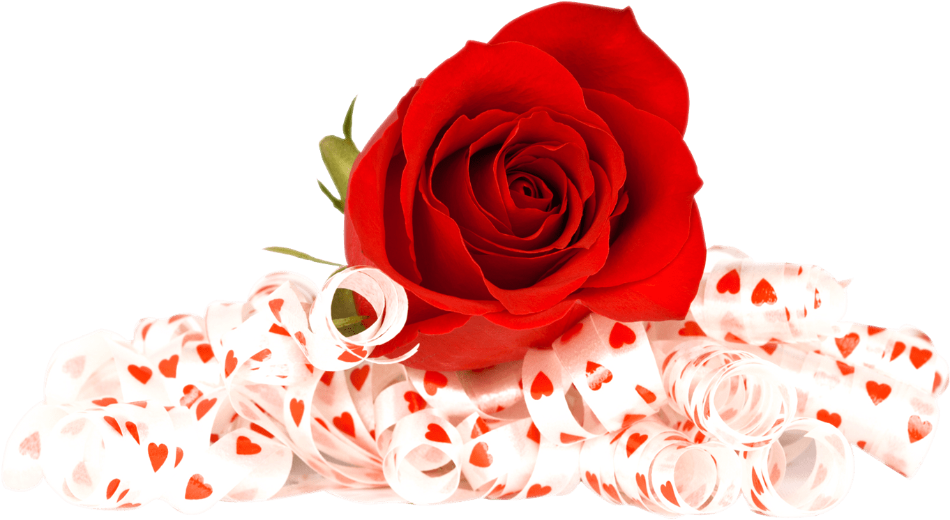 Download Rose Valentines Day Photos PNG Free Photo HQ PNG Image