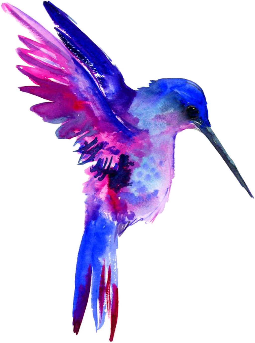 purple hummingbird clipart pictures