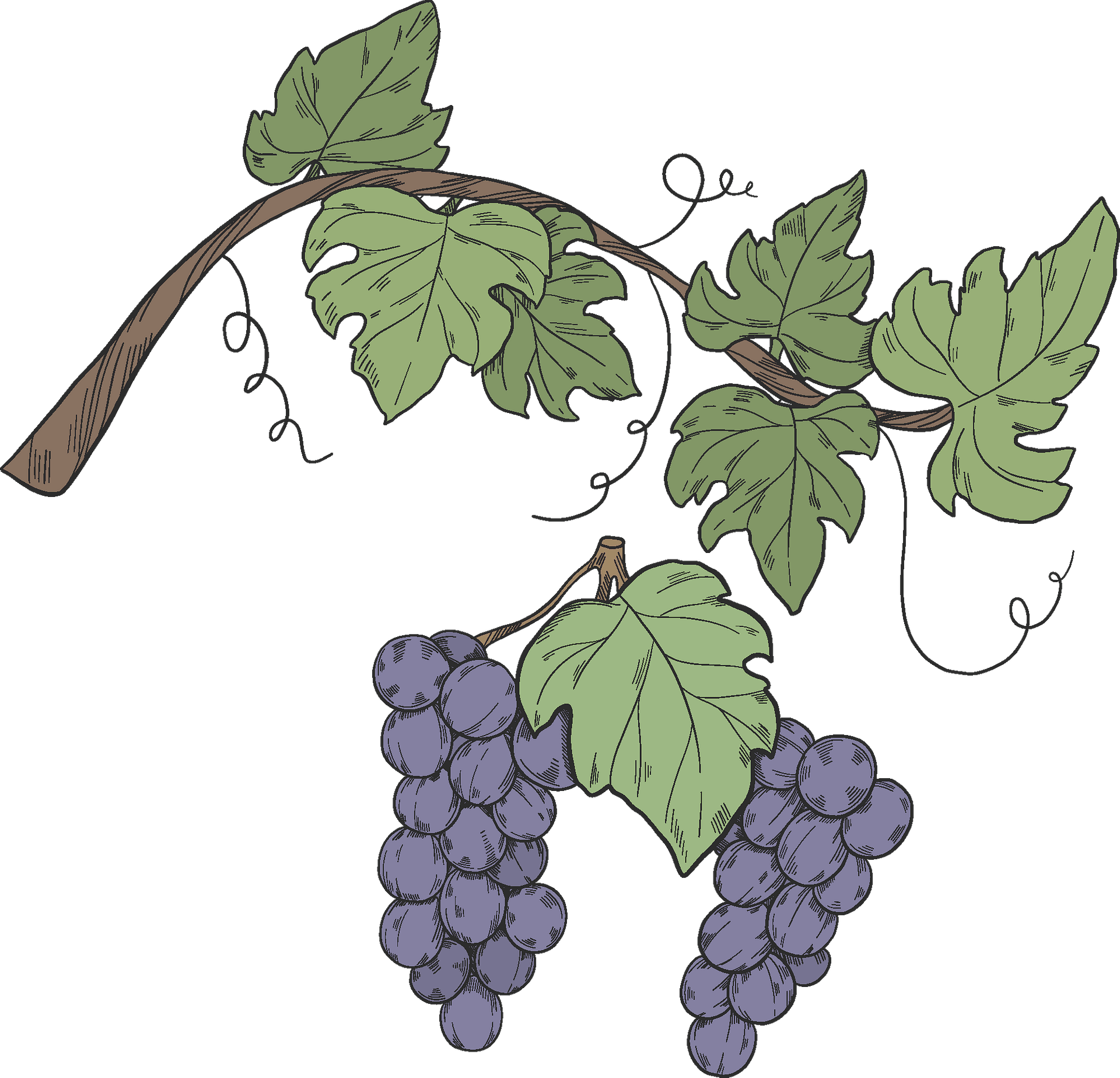 free clipart green vines