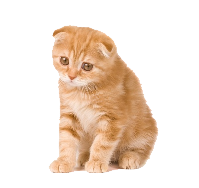 kitten clipart png