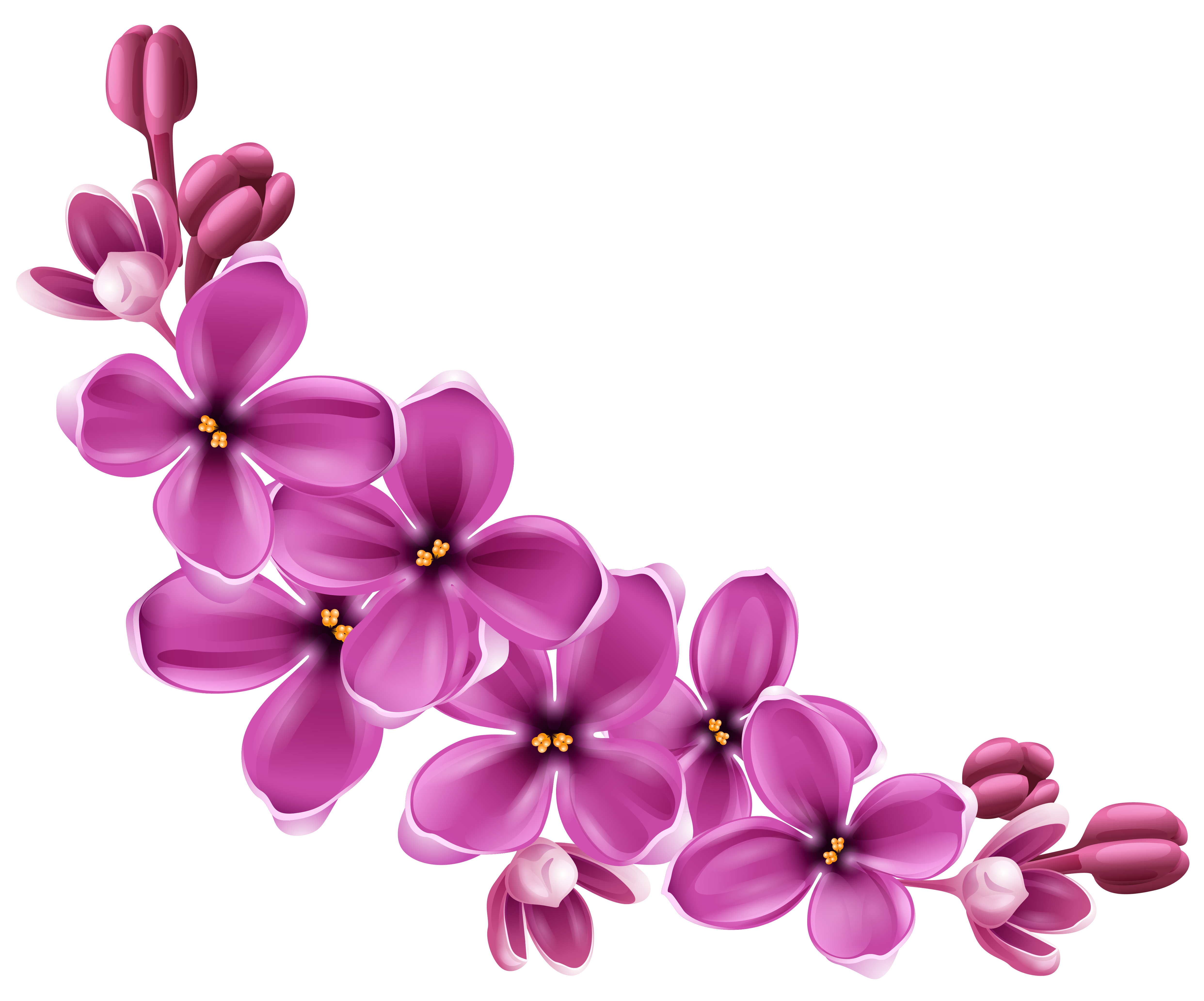 png flower images with transparent background