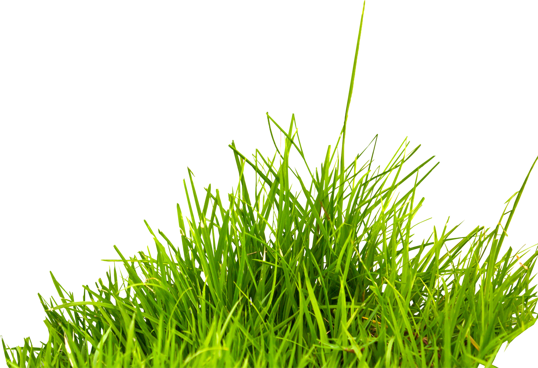 grass background clipart