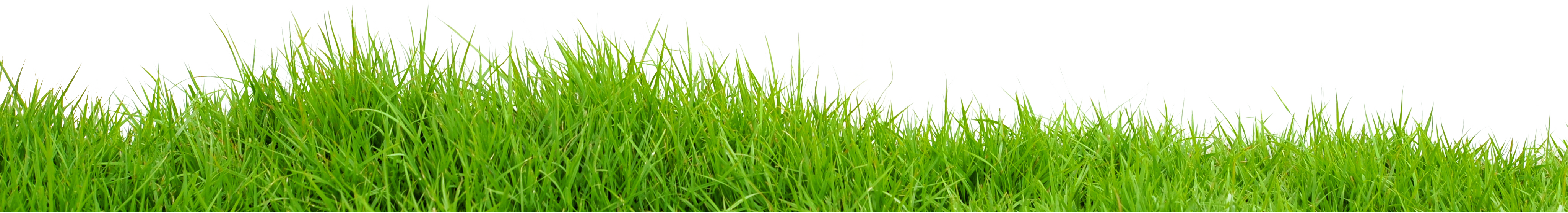 Grass PNG transparent image download, size: 7327x3295px