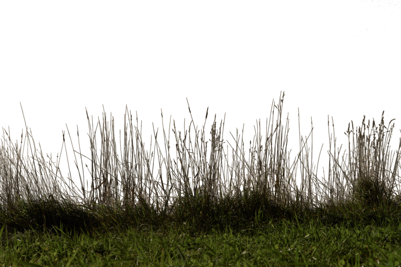 Grass PNG transparent image download, size: 7327x3295px