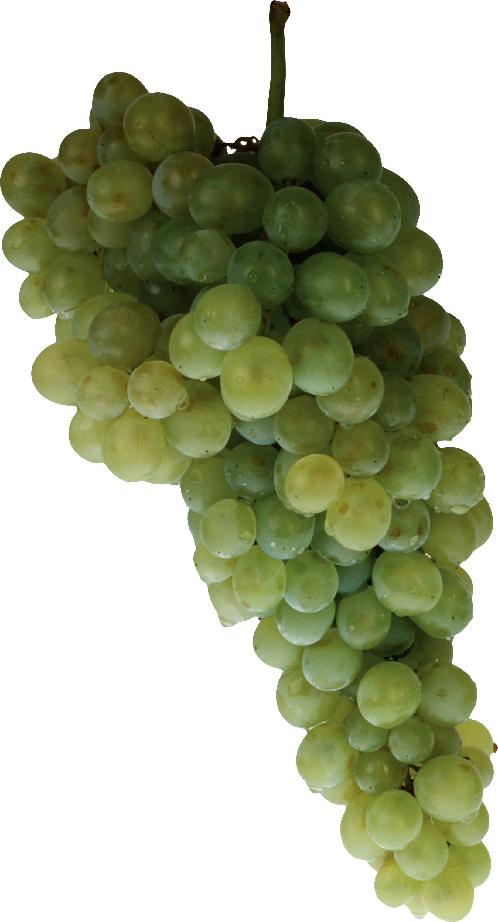 green grapes clipart