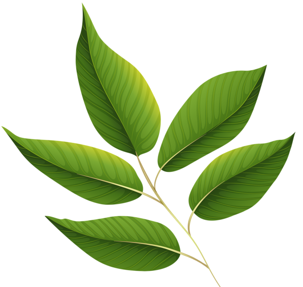 Green leaf PNG transparent image download, size: 1985x2432px