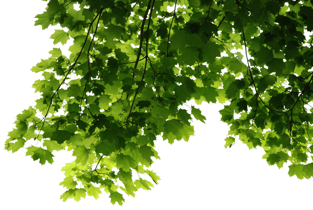 leaves branch png