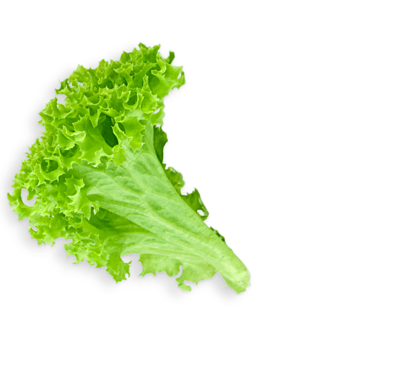 lettuce leaf clip art