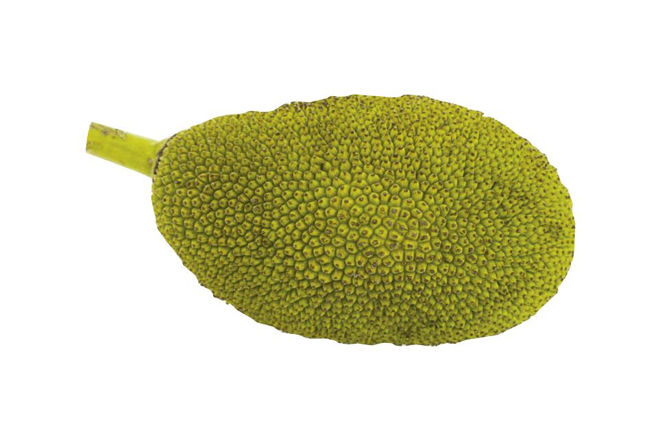 jackfruit clipart