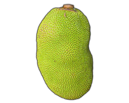 jackfruit clipart