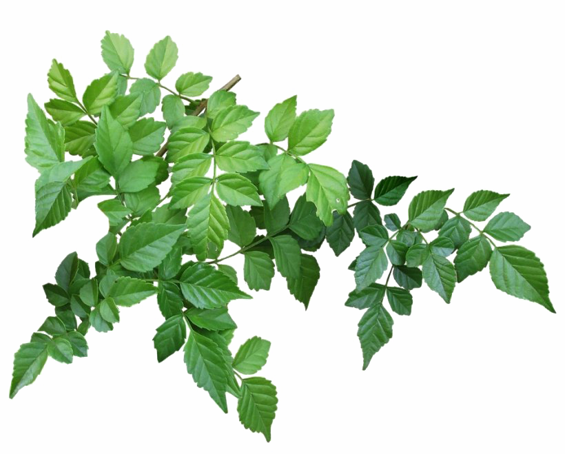 Realistic Green leaf on transparent PNG - Similar PNG