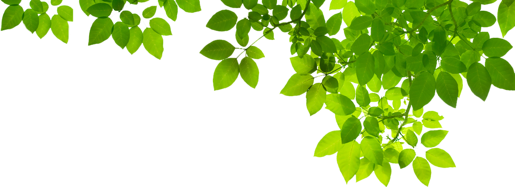 Green Leaf Background png download - 556*450 - Free Transparent