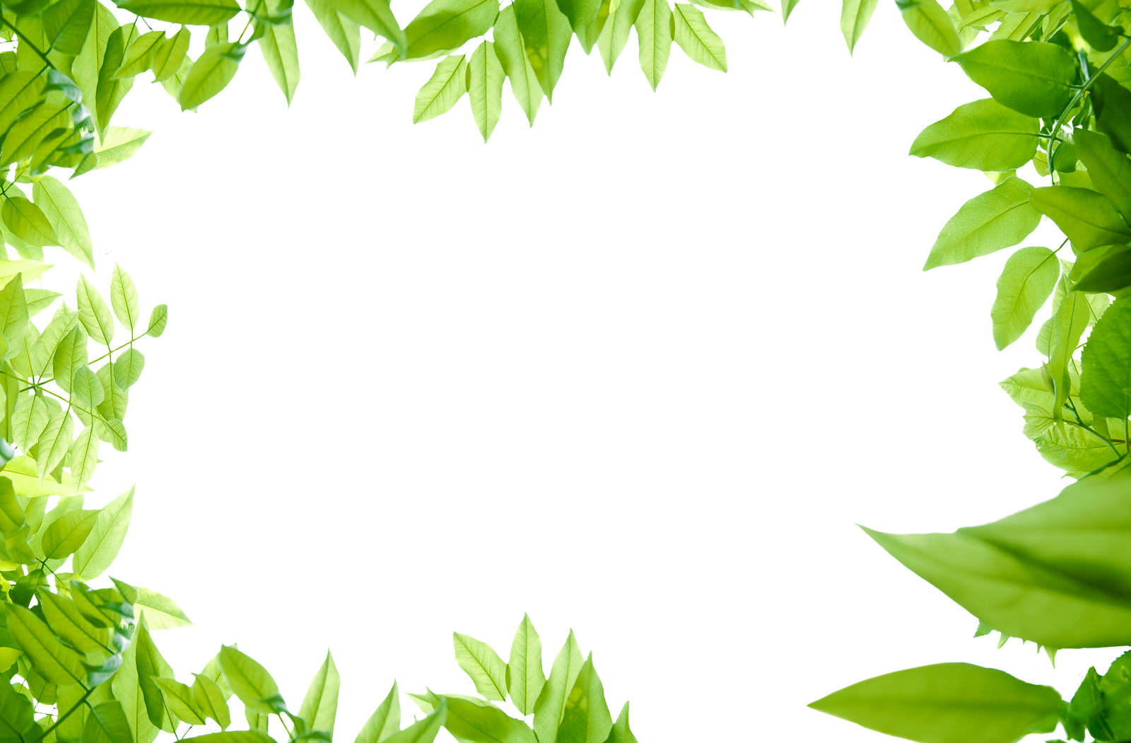 Green Leaf Background png download - 1067*942 - Free Transparent