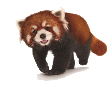 Panda PNG Images, Lovely Panda Images Free Download