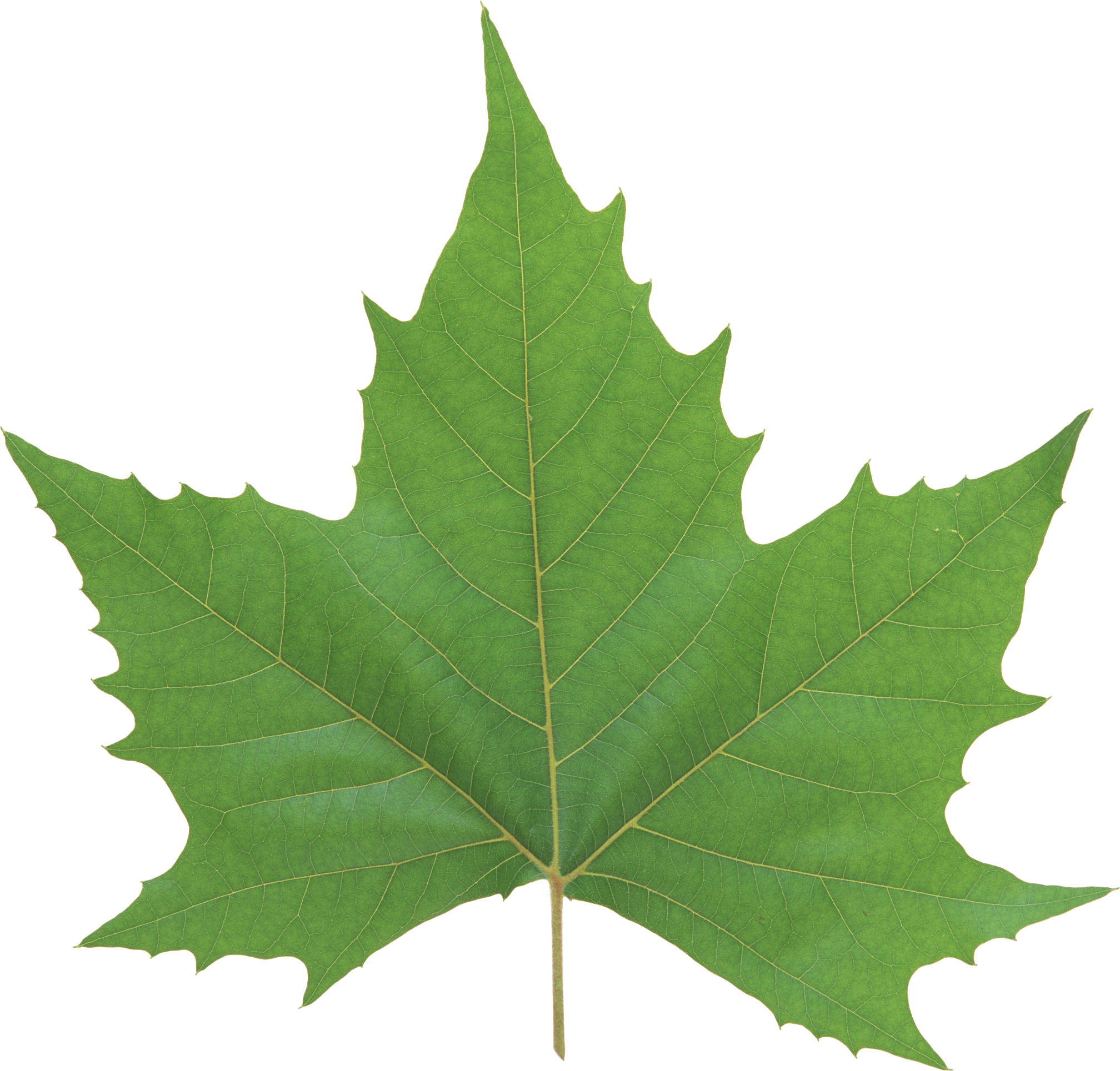 single green leaf logo