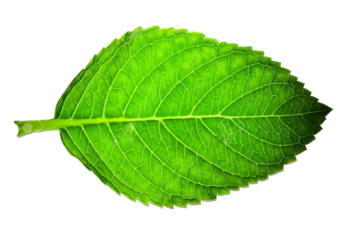 single green leaf logo