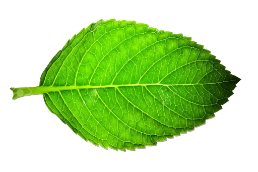 green leaves white background