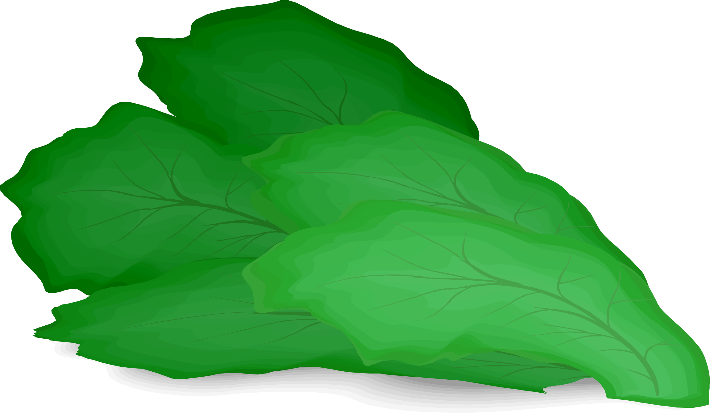 lettuce vector png