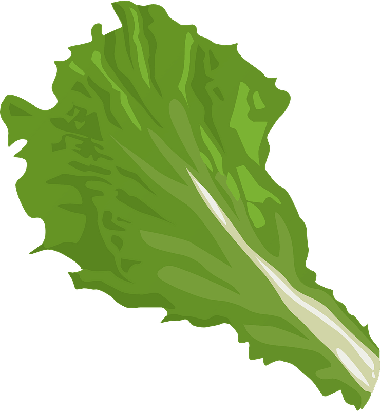 lettuce vector png