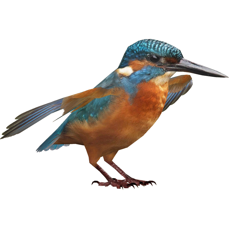 kingfisher logo png