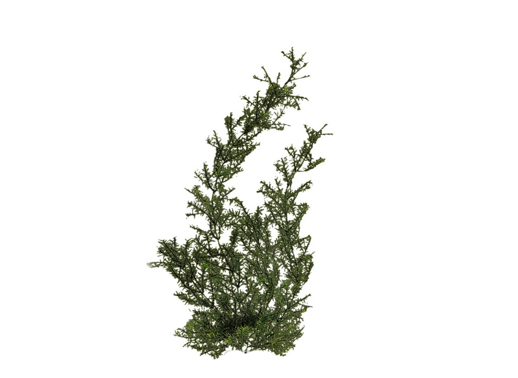 underwater plants png