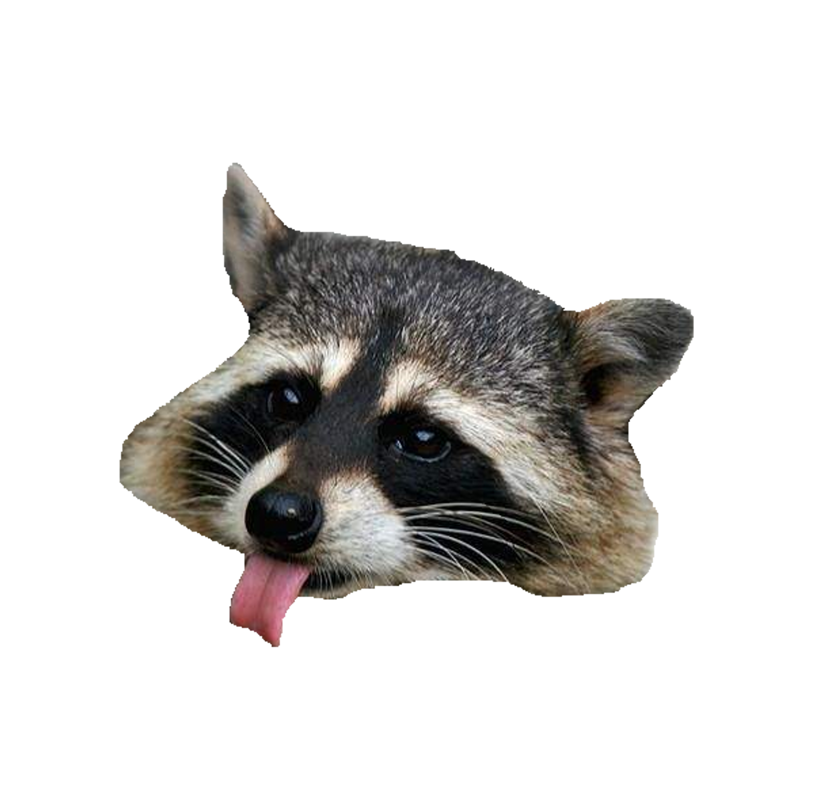 dead raccoon clipart image