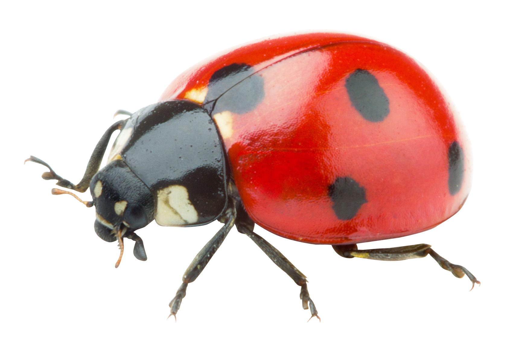 Download Ladybug Png Image HQ PNG Image