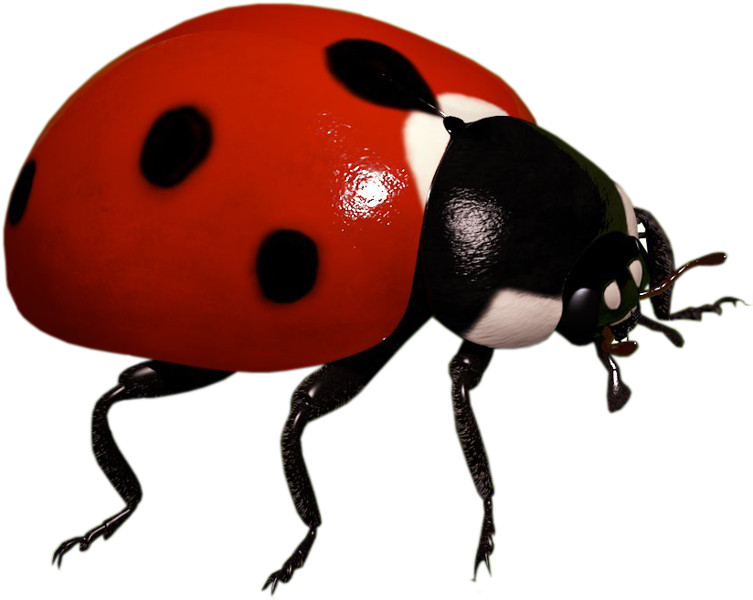 Ladybug PNG , Insect, Animal Imagem PNG e PSD Para Download Gratuito