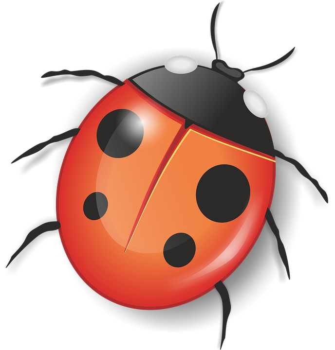 Ladybug PNG , Insect, Animal Imagem PNG e PSD Para Download Gratuito