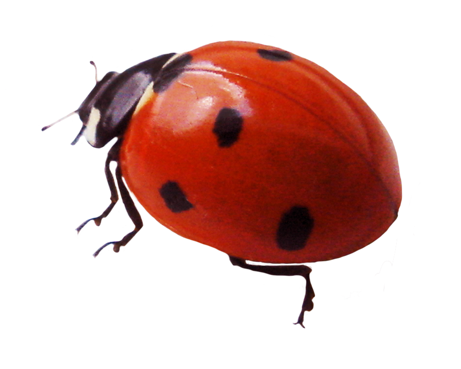 Download Ladybug Png Image HQ PNG Image