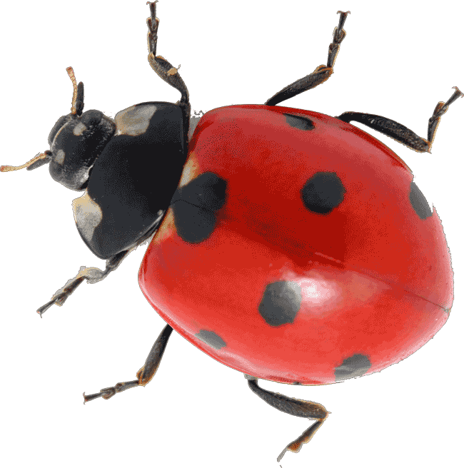 real ladybugs png