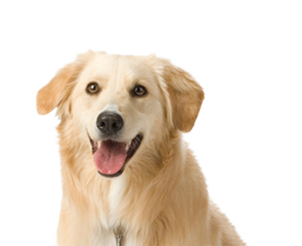 dog head png