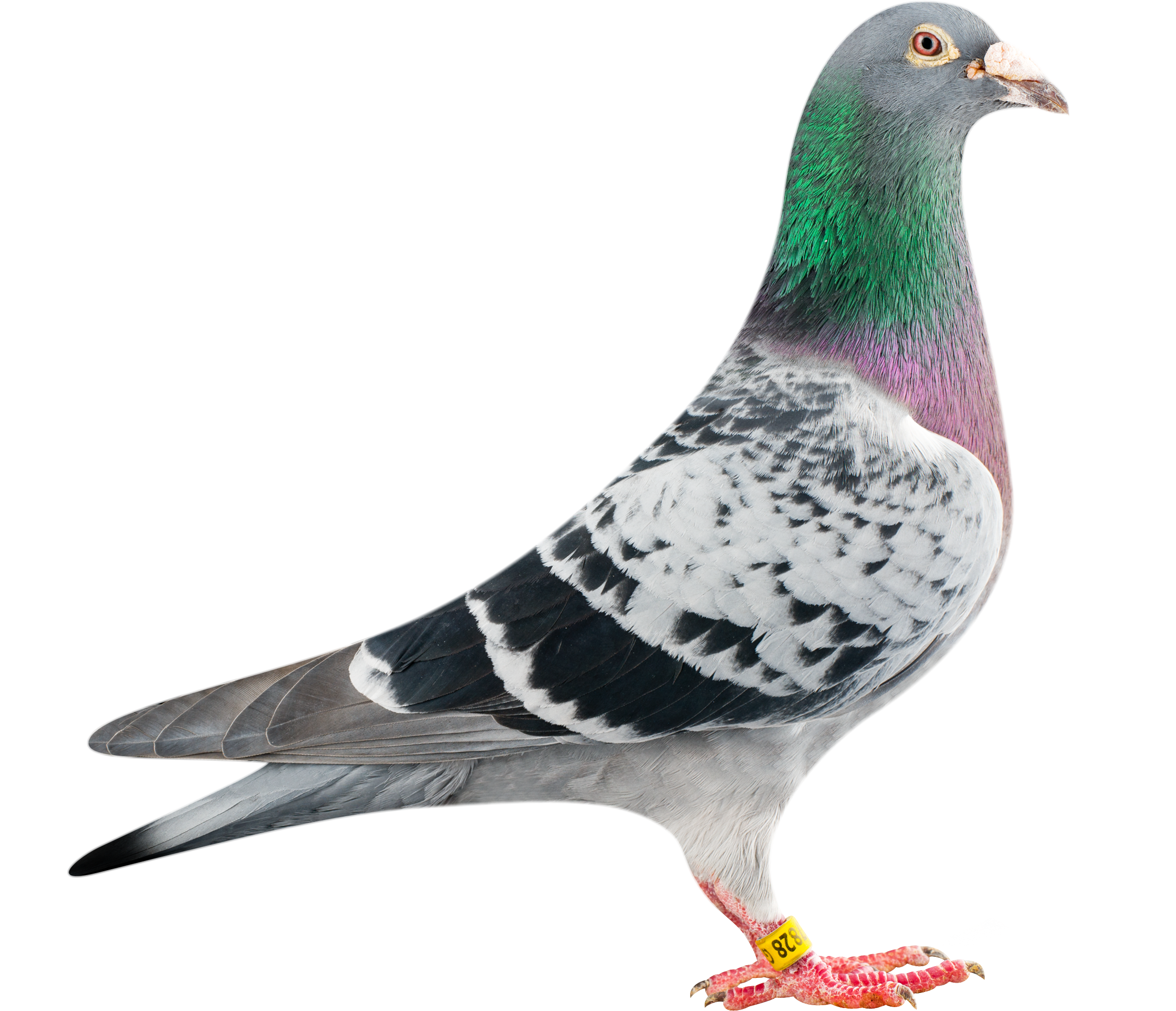 Download Columbidae Pigeon Domestic Free Transparent Image HQ HQ PNG Image