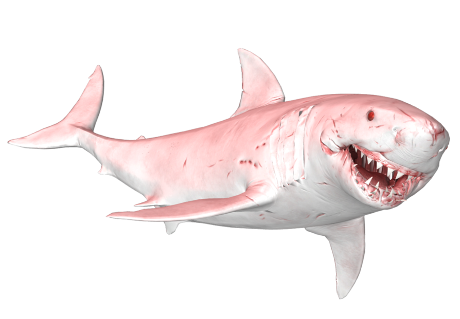 Download Megalodon Shark Face PNG File HD HQ PNG Image | FreePNGImg