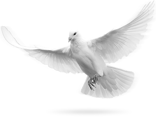 white dove holy spirit png