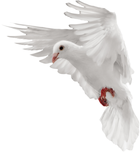 Pigeon PNG Free Download 1, PNG Images Download