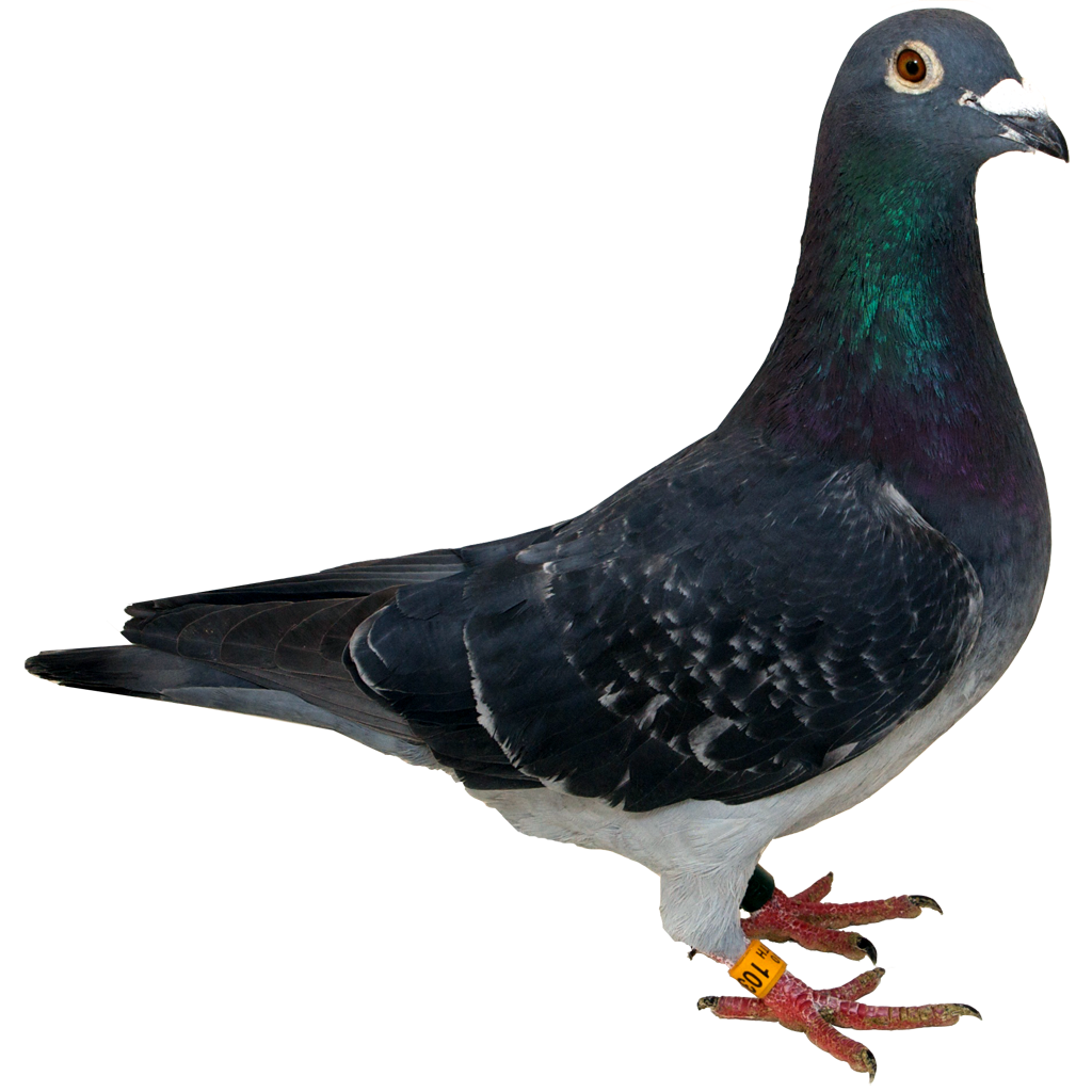 download pigeon png hq png image freepngimg