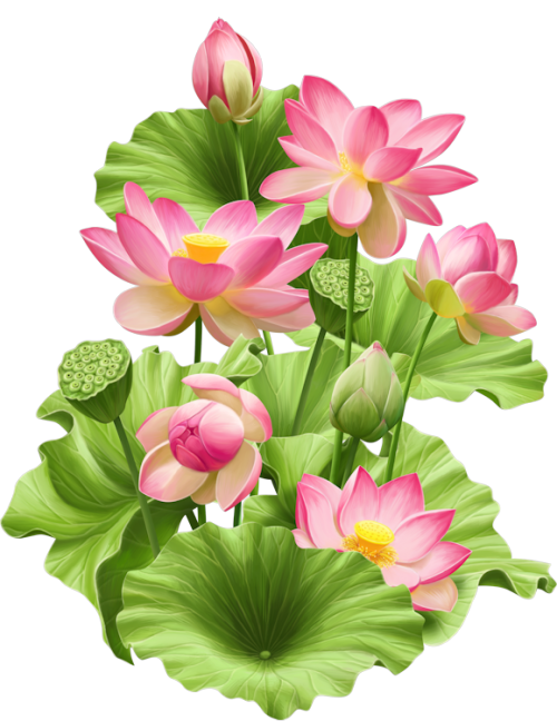 lotus flower png