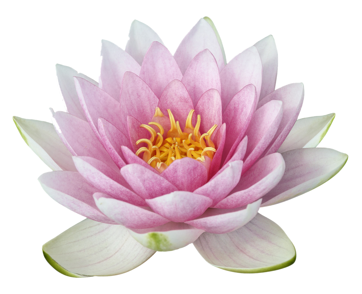 lotus flower png