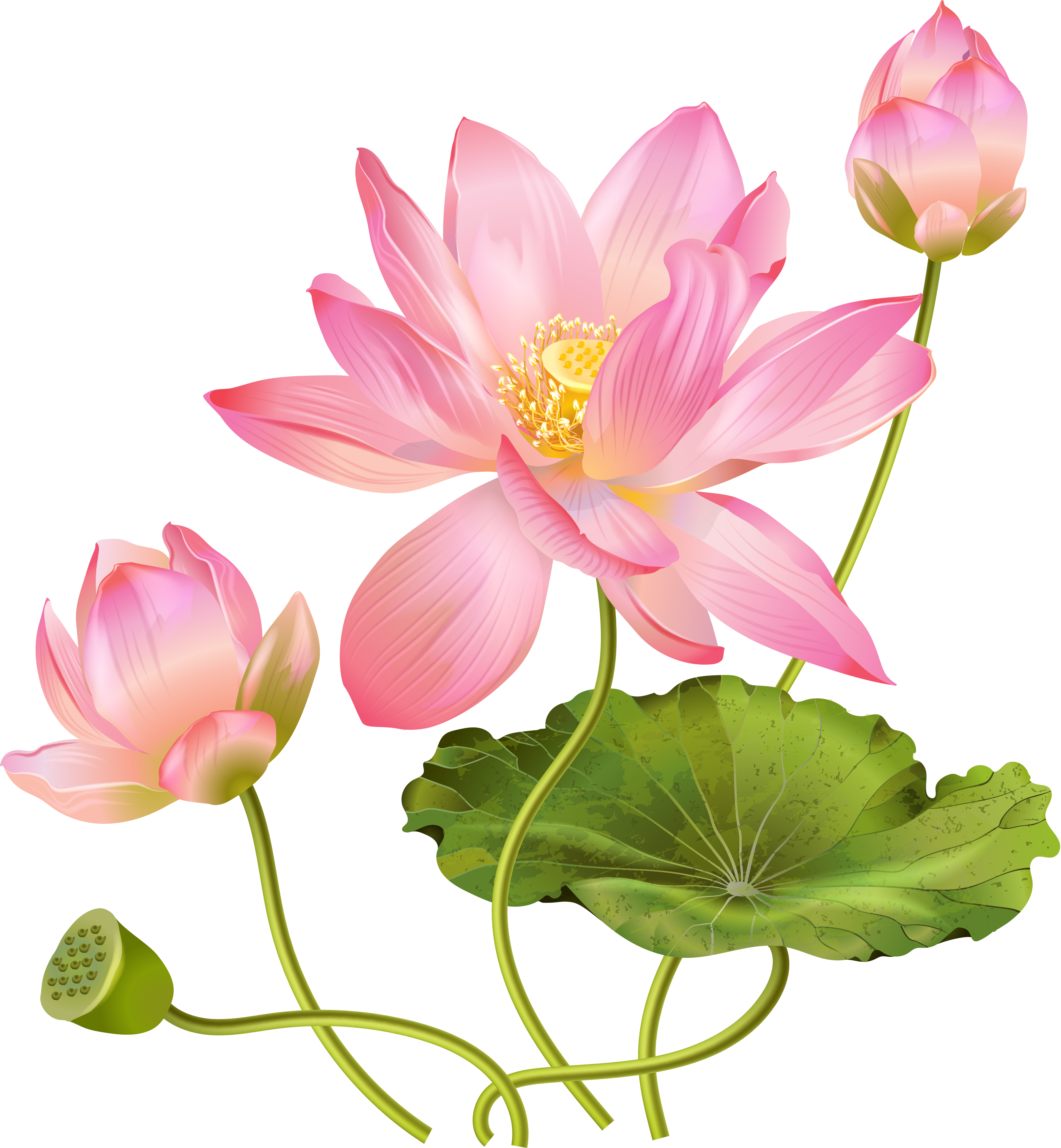 Download Pink Lotus Flower Free Photo HQ PNG Image | FreePNGImg