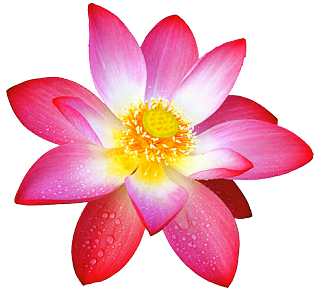 lotus flower png