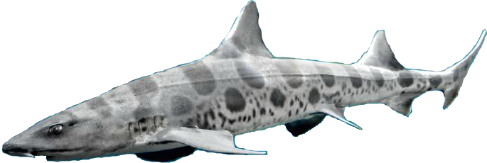 Shark Tank, HD Png Download , Transparent Png Image - PNGitem