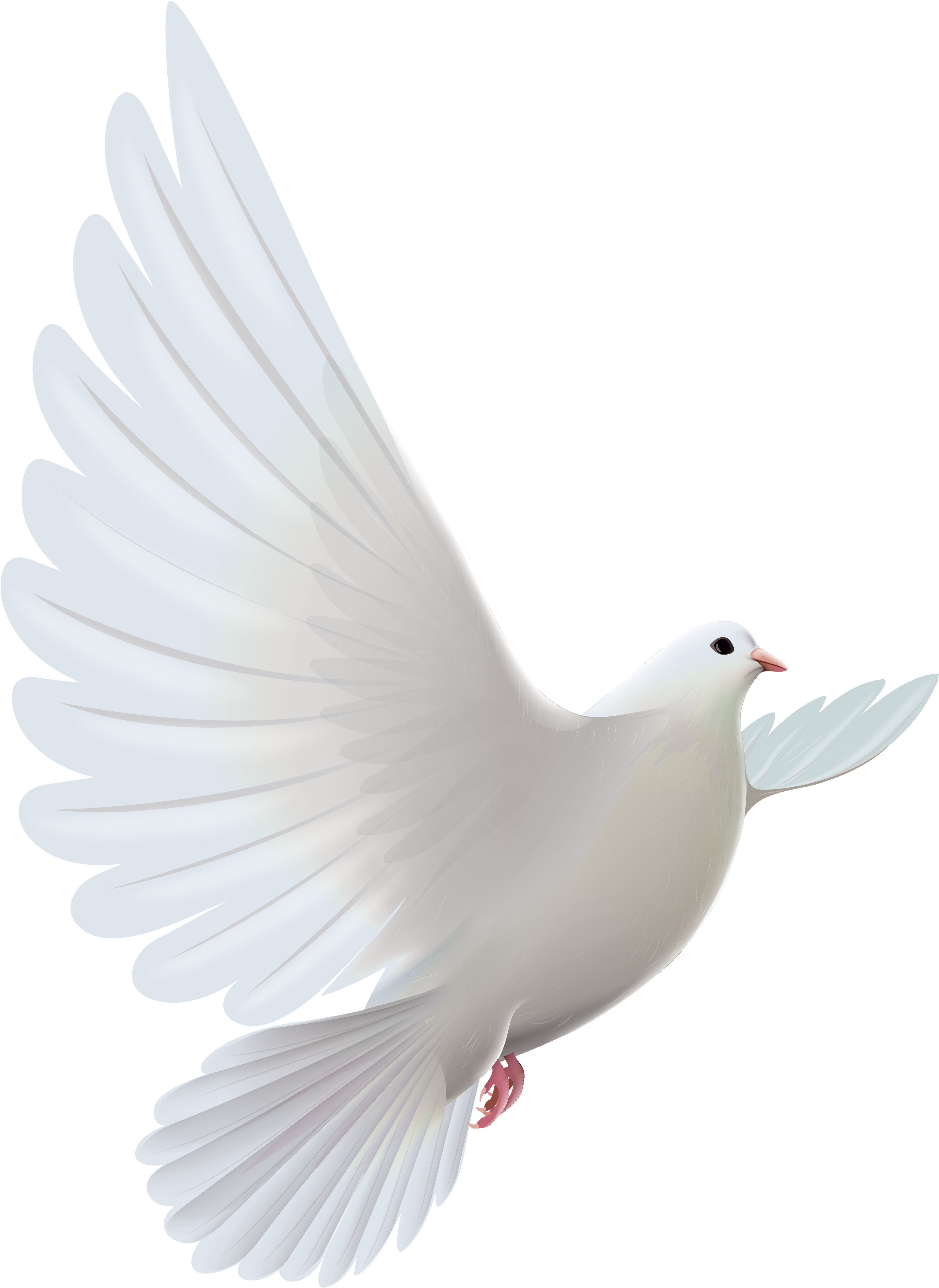 flying white pigeon wallpaper