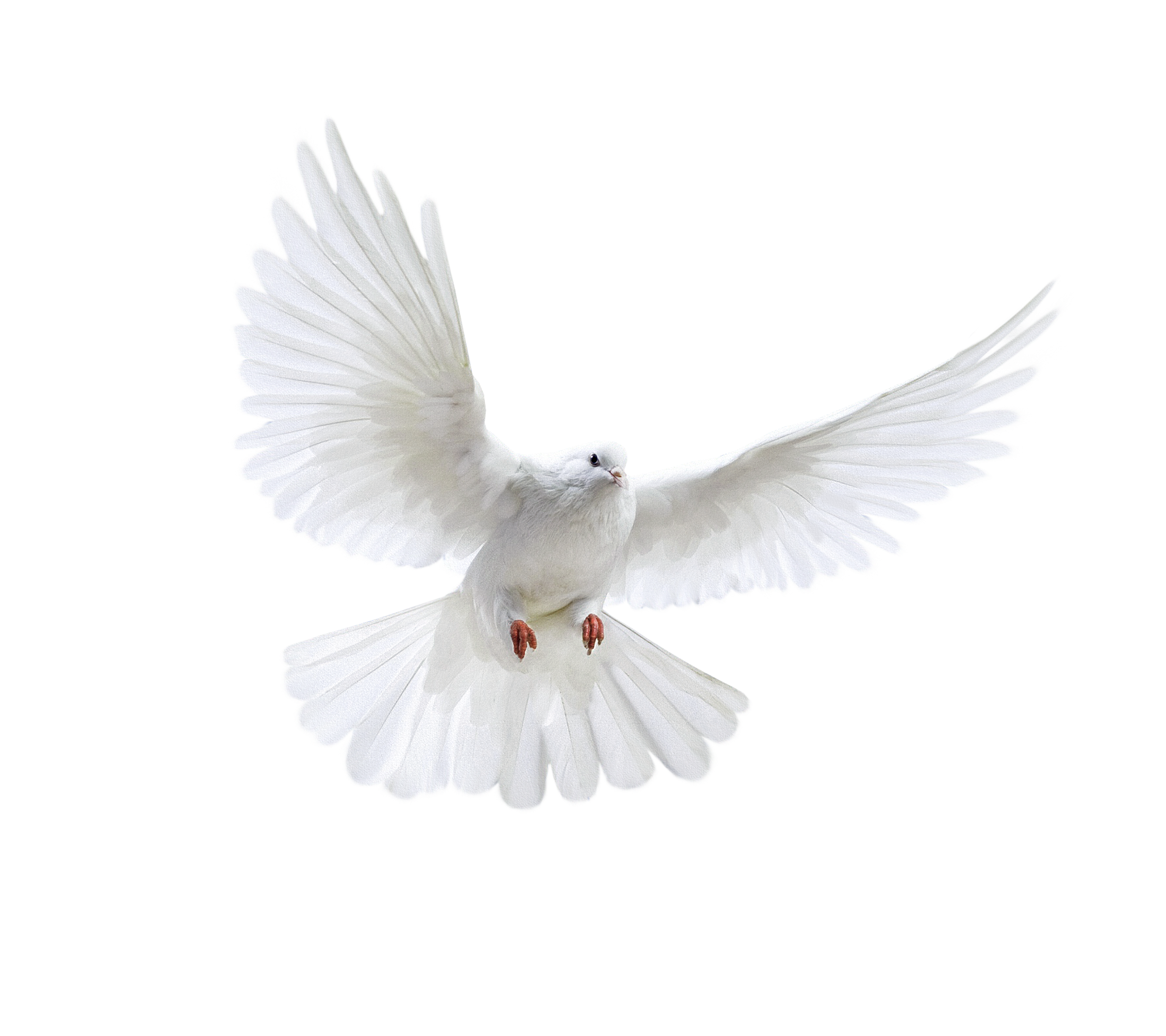 Download White Peace Pigeon PNG Download Free HQ PNG Image | FreePNGImg