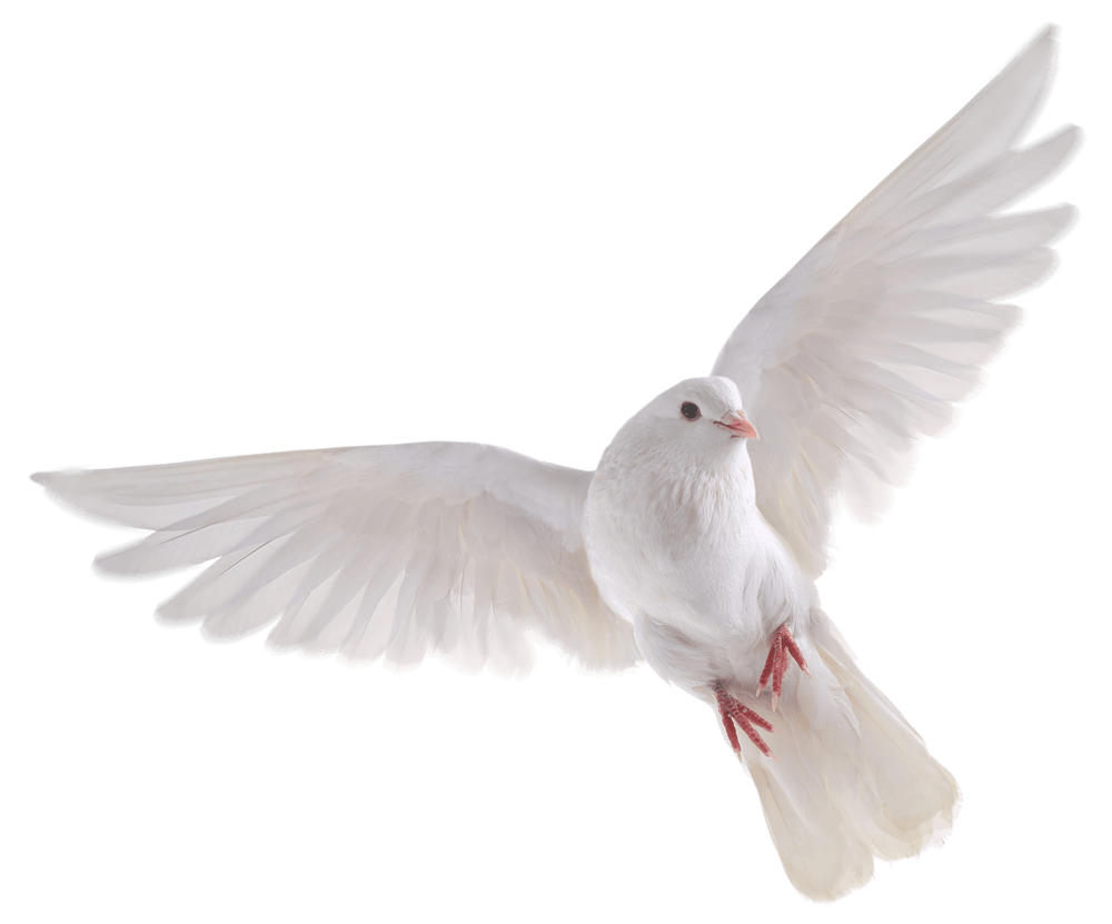 white pigeon flying png