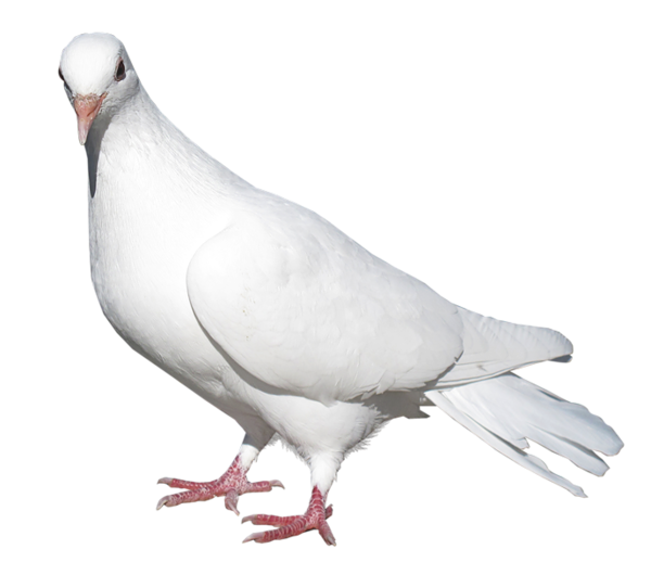 Pigeon PNG Free Download 1, PNG Images Download